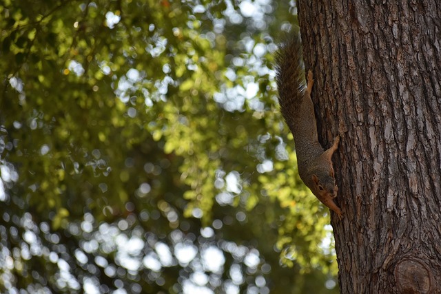 不断增强的 不断增强的